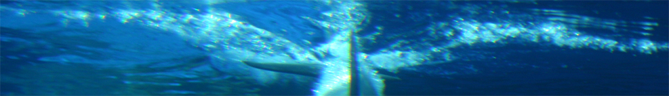 Holly Witteman random header image